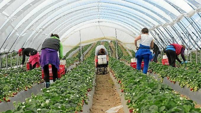 campaña productiva freshuelva